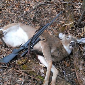 Hunting White-tailed Deer in USA