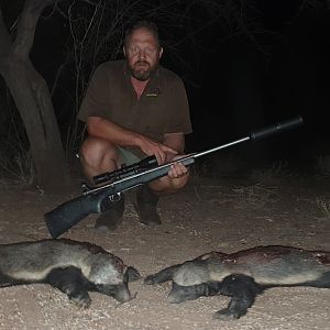 African Honey Badger Hunting