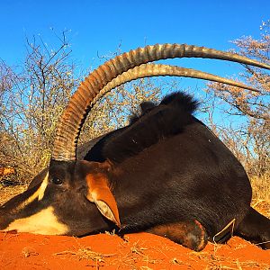 Sable Hunting South Africa