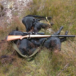 Feral Goats Hunting New Zealand