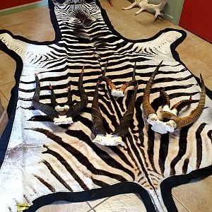 Burchell's Plain Zebra Rug & Horns Taxidermy