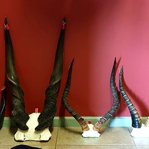 Bushbuck, Nyala, Impala, Eland, Blesbok Waterbuck Horns Taxidermy