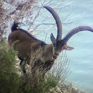 Spain Ibex