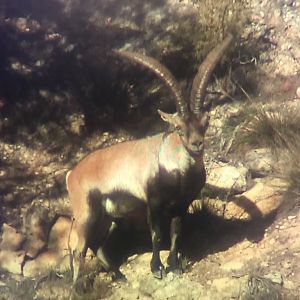 Spain Ibex