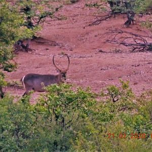 Waterbuck South Africa