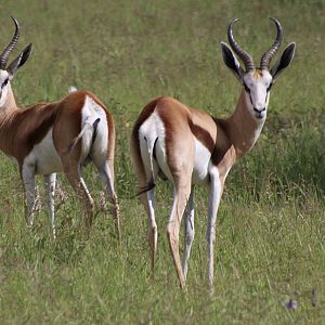 Nothing like a springbuck in green grass