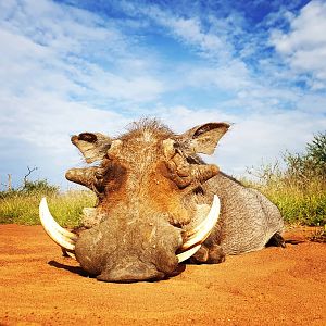 Lalamanzi Warthog