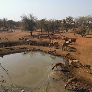 Impala at Waterhole South Africa