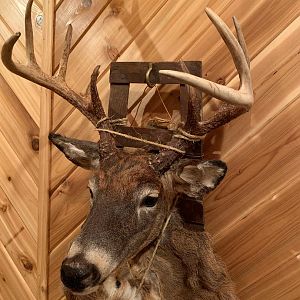 White-tailed Deer Mount Taxidermy