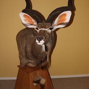 Kudu Pedestal Mount Taxidermy