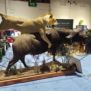 Lion hunting Buffalo Full Mount Taxidermy at Safari Club International (SCI) Convention Reno 2020