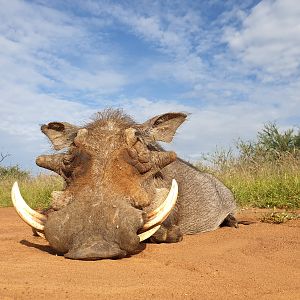 South Africa Hunting Warthog in South Africa