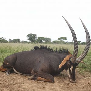 41.5" Inch Sable Antelope Hunt South Africa