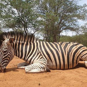 Hunting Burchell's Plain Zebra female in South Africa