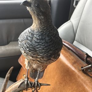 Scaled Quail Full Mount Taxidermy