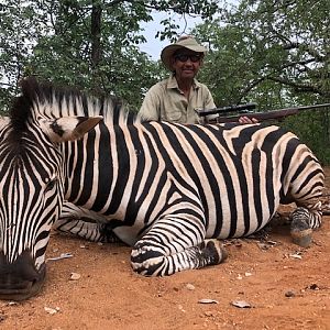 Hunt Burchell's Plain Zebra in South Africa