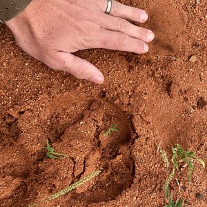 Blue Wildebeest Track South Africa