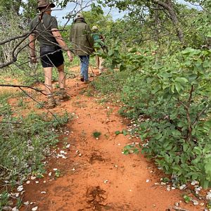 South Africa Tracking Blue Wildebeest