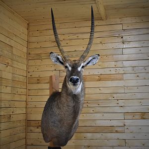 Waterbuck Shoulder Mount Taxidermy