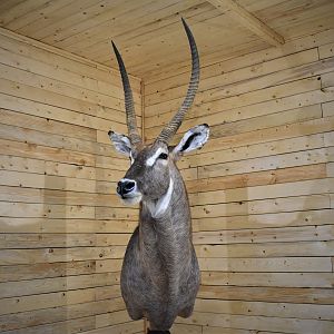 Waterbuck Shoulder Mount Taxidermy