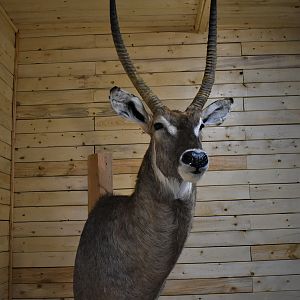 Waterbuck Shoulder Mount Taxidermy