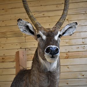 Waterbuck Shoulder Mount Taxidermy