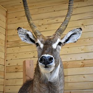 Waterbuck Shoulder Mount Taxidermy