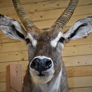 Waterbuck Shoulder Mount Taxidermy