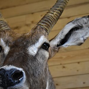 Waterbuck Shoulder Mount Taxidermy