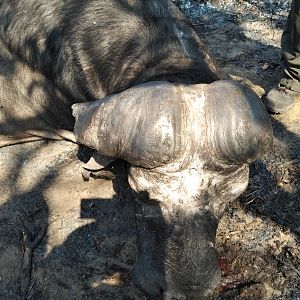 Hunt Cape Buffalo