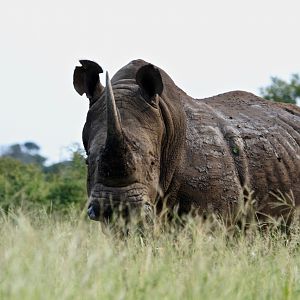 White Rhino in South Africa