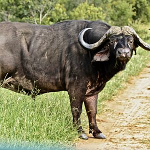 Cape Buffalo South Africa