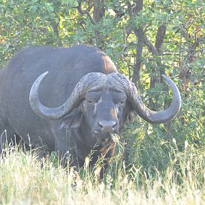 Cape Buffalo South Africa