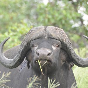 Cape Buffalo South Africa