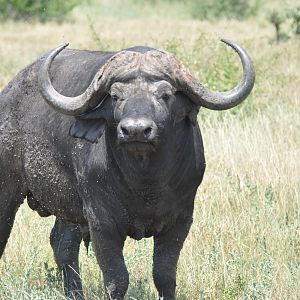 Cape Buffalo South Africa