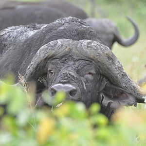 Cape Buffalo South Africa