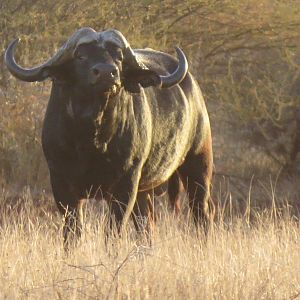 Cape Buffalo South Africa