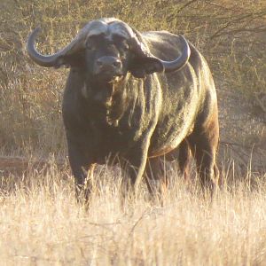 Cape Buffalo South Africa