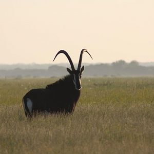 Sable South Africa