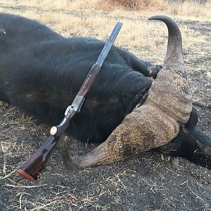 South Africa Hunt Cape Buffalo