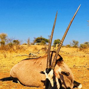 Gemsbok Hunt South Africa