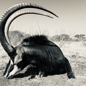 Sable Hunting South Africa