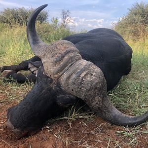 Hunting 45" Inch Buffalo in South Africa