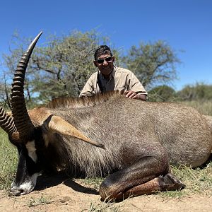 South Africa Hunting Roan