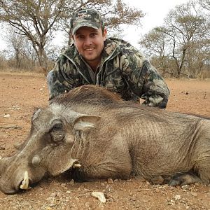 South Africa Hunting Warthog