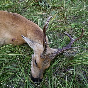 The Big Siberian Roe Deer of my Father