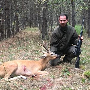 Hunting Beautiful Siberian Roe Deer Russia