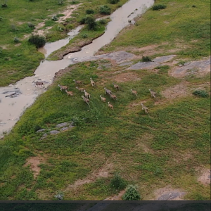 Fresh rains and Eland