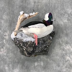 Bufflehead Duck Full Mount Taxidermy