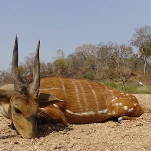 Harnessed Bushbuck Hunt Cameroon